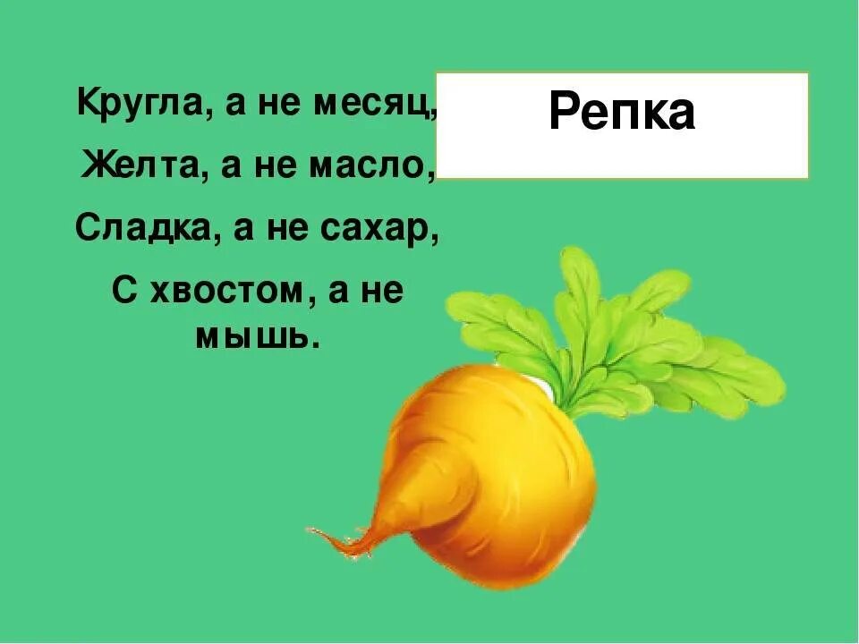 Репа 3.3 5. Загадка про репку. Загадки про репу для детей. Репа загадка. Загадка про репку для детей.