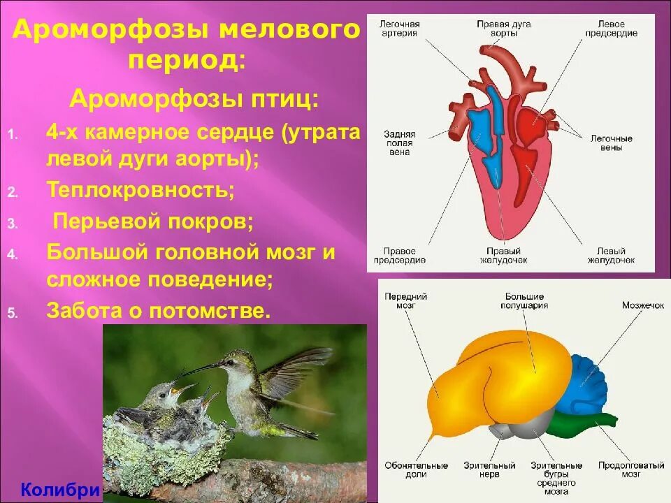 Появление теплокровности у птиц. Ароморфозы птиц. Ароморфоз птиц примеры. Ароморфозы птиц таблица. Ароморфозы мозга птиц.