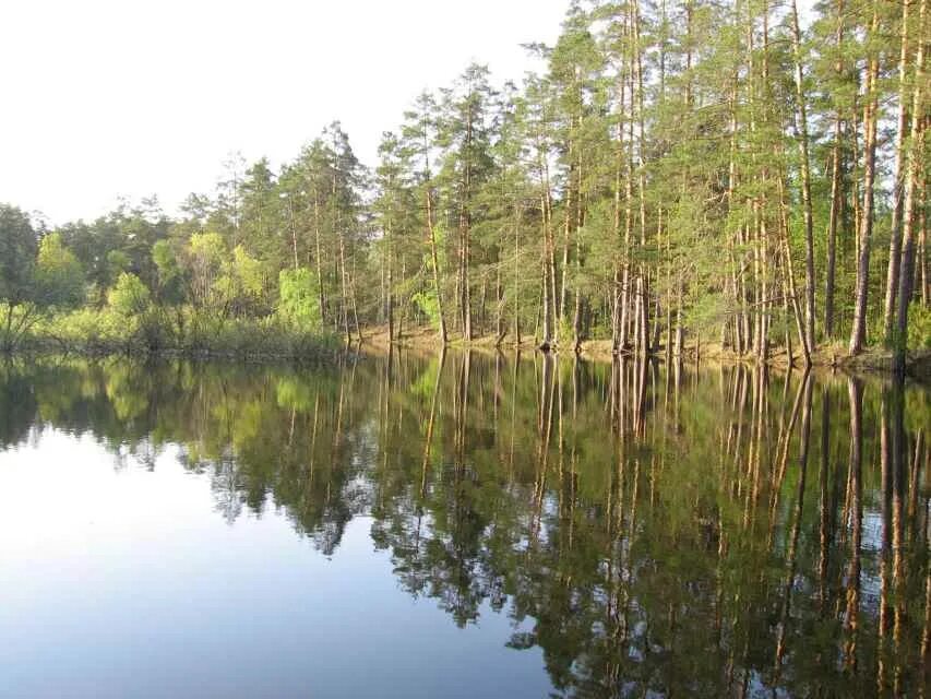 Мещера клепики. Мещёра национальный парк. национальный парк мещера гусь-хрустальный. парк мещерский рязань. гусь хрустальный мещерский заповедник.