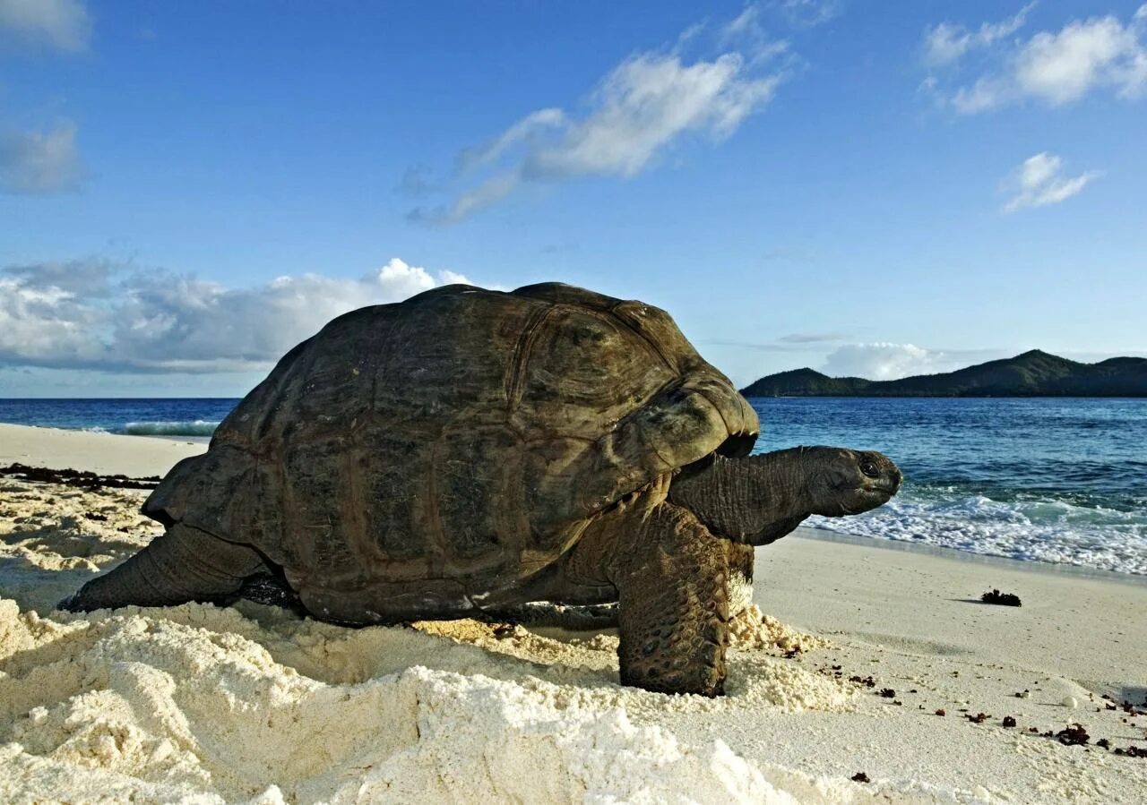 Turtle island