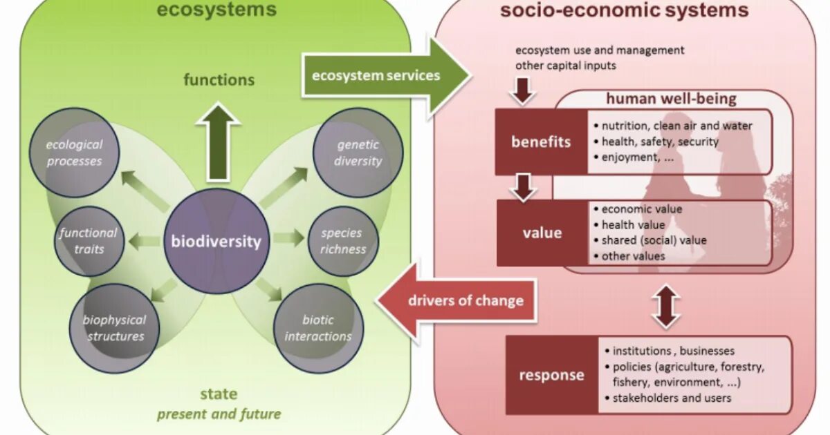 Lesson environment. Ecological system. ecological problems урок английского. кластер environment. ecological problems задания.