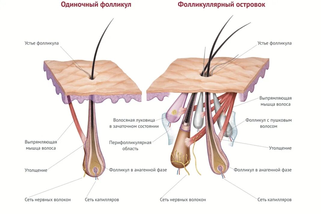 Строение волосяного фолликула схема. Строение волоса и волосяного фолликула. Строение волоса анатомия. Волосяная мышца.