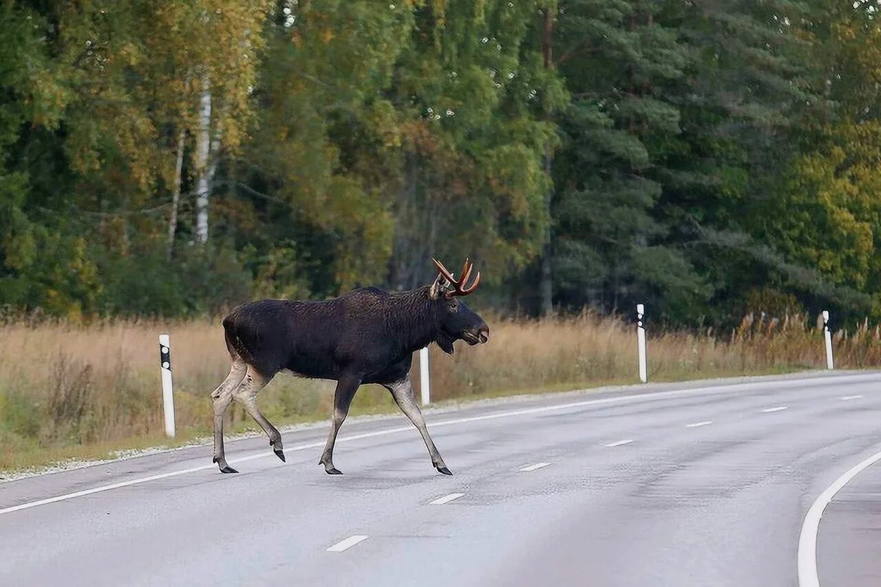 Лось ушел. Лось в Марий Эл. Дикие животные на дороге. Лосиха на дороге.