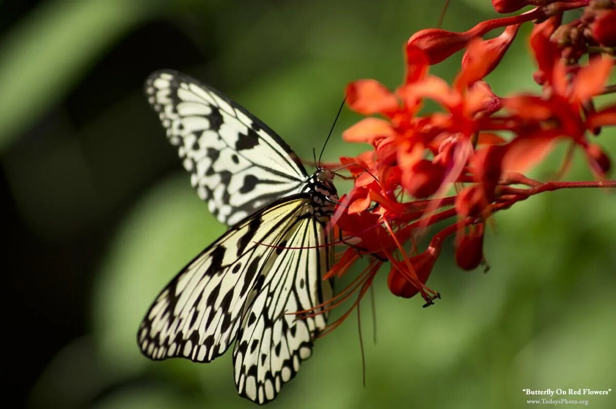 Бабочка Farfalla papillon. Царство бабочек. Лондонский зоопарк бабочки. Фотографии бабочек высокого качества крупным планом. Зоопарк бабочек