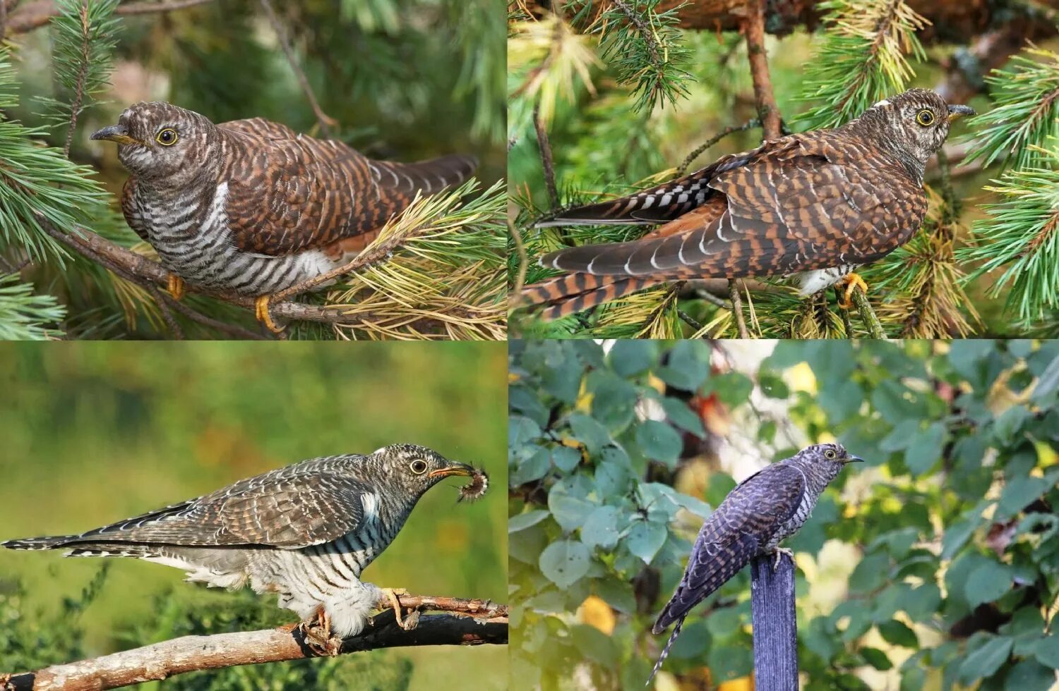 Обыкновенная Кукушка самец. Кукушка птица. Чёрноухая Кукушка. Обыкновенная Кукушка Кукушонок.