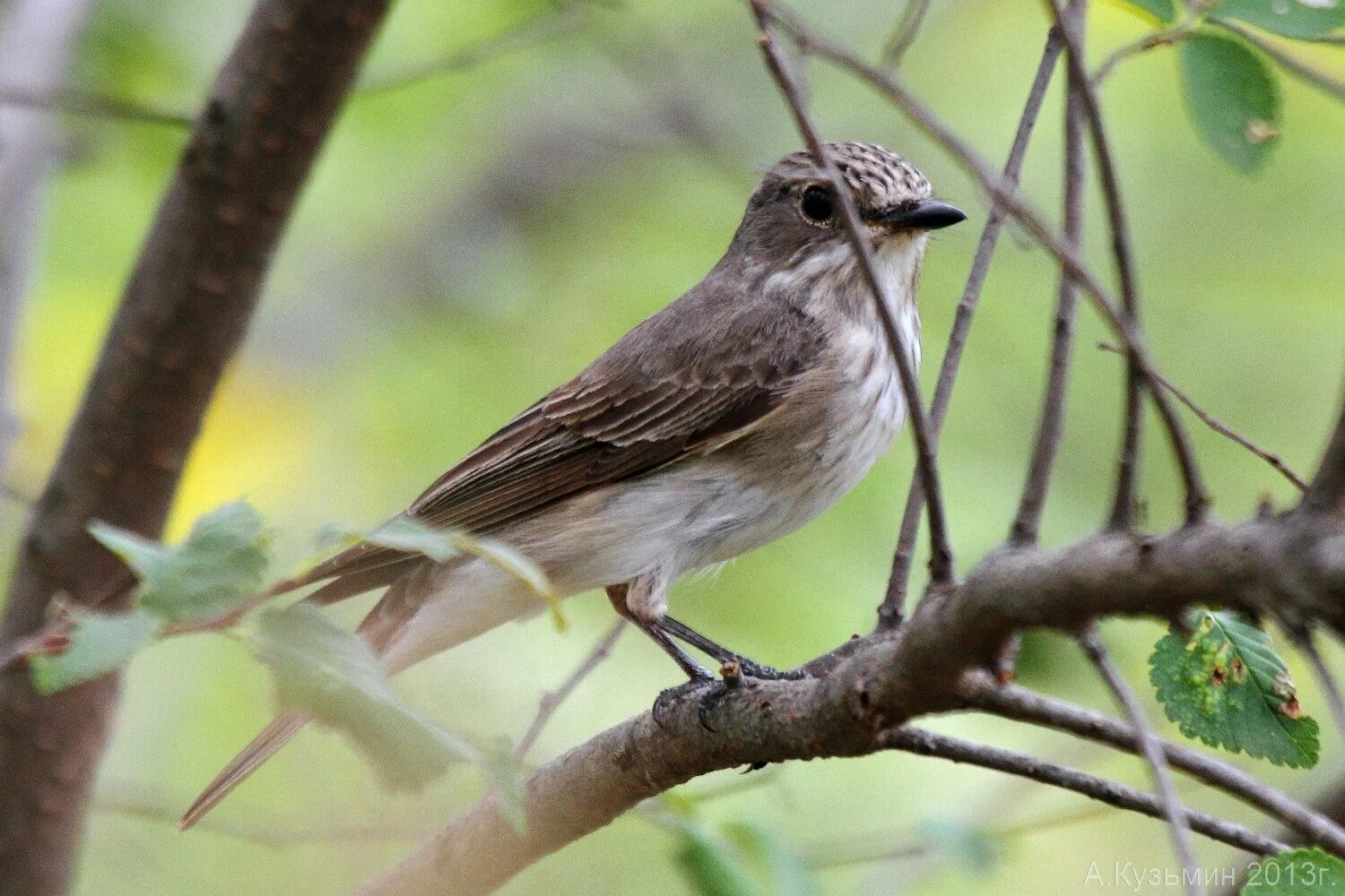 Как обитает серая птица. Серая мухоловка (Muscicapa striata). Мухоловка серая – Muscicapa striata (Pallas, 1764). Соловей и мухоловка. Серая мухоловка птица Волгоград.