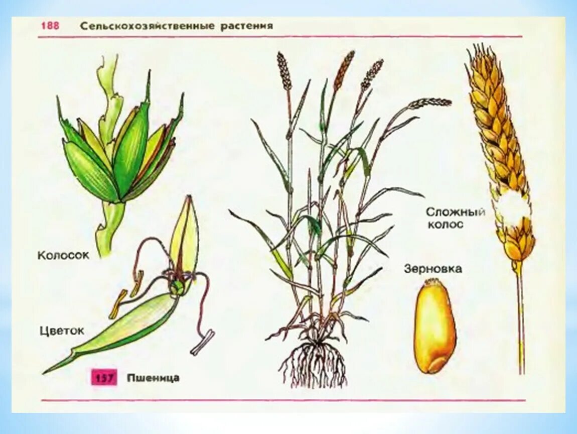 Пшеничный разбор. Строение колоска злаковых. Строение Колоса озимой пшеницы. Озимая пшеница строение цветка. Строение колоска пшеницы.