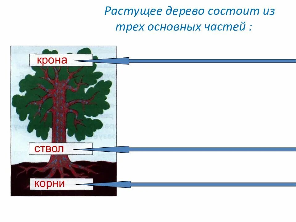 Простейшее дерево состоит из. Части растущего дерева. три основные части дерева. дерево состоит из. дерево состоит из 3 основных частей.