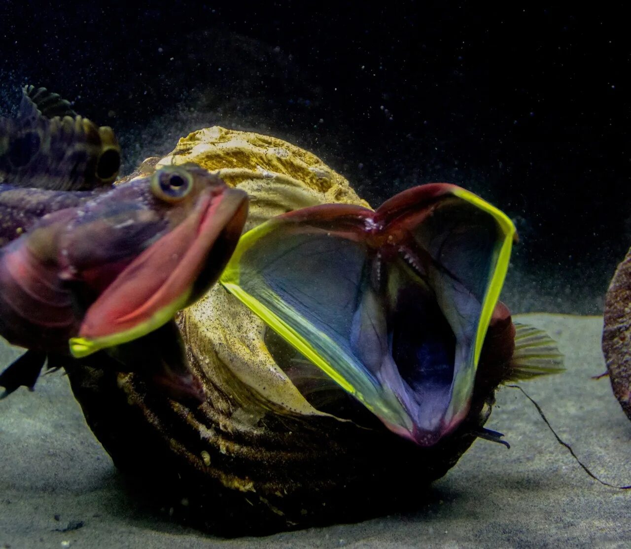 Щучья морская собачка. Sarcastic Fringehead.