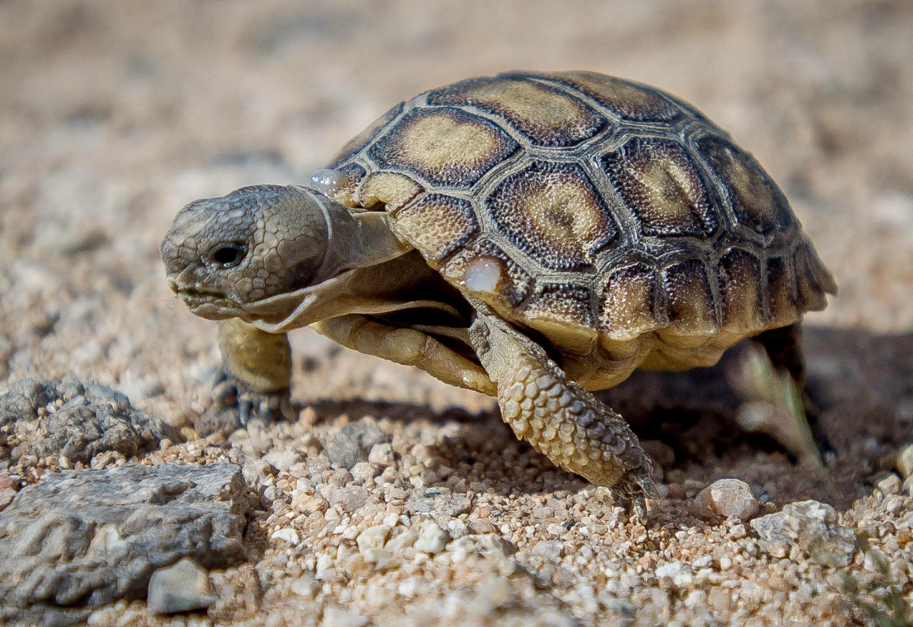 Crazy turtle