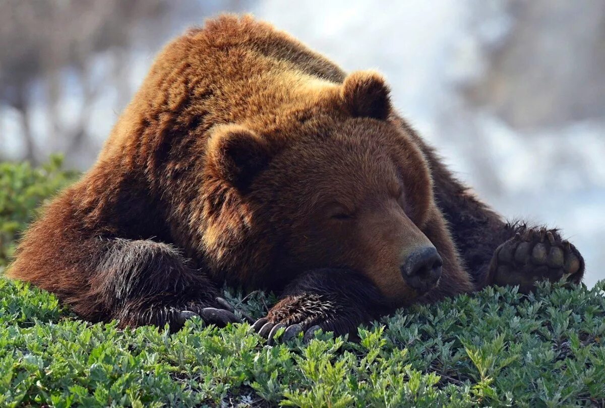 Медведи 06. Бурый медведь Хабаровского края. Камчатский бурый медведь. Гризли североамериканский бурый медведь. Отряд Хищные бурый медведь.