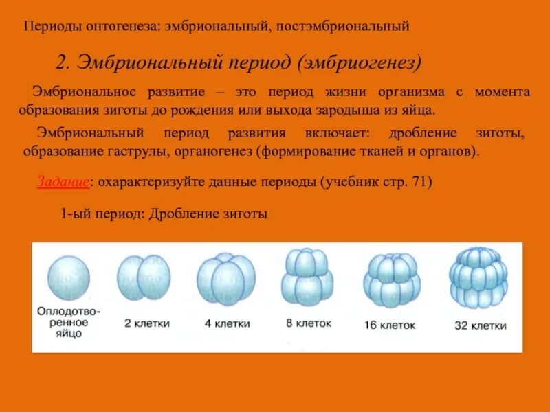 Онтогенез 2 стадия. Онтогенез эмбриональный период развития. Эмбриональный период развития 9 класс. Эмбриалоный период-эмбриогенез. Эмбриональный период эмбриогенез.