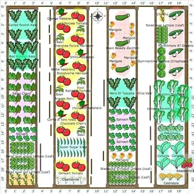 Размер грядок на огороде. Схема посадки овощей по Митлайдеру. Митлайдер грядки схема посадки. Огород по Митлайдеру схема. Расположение грядок в теплице по Митлайдеру.