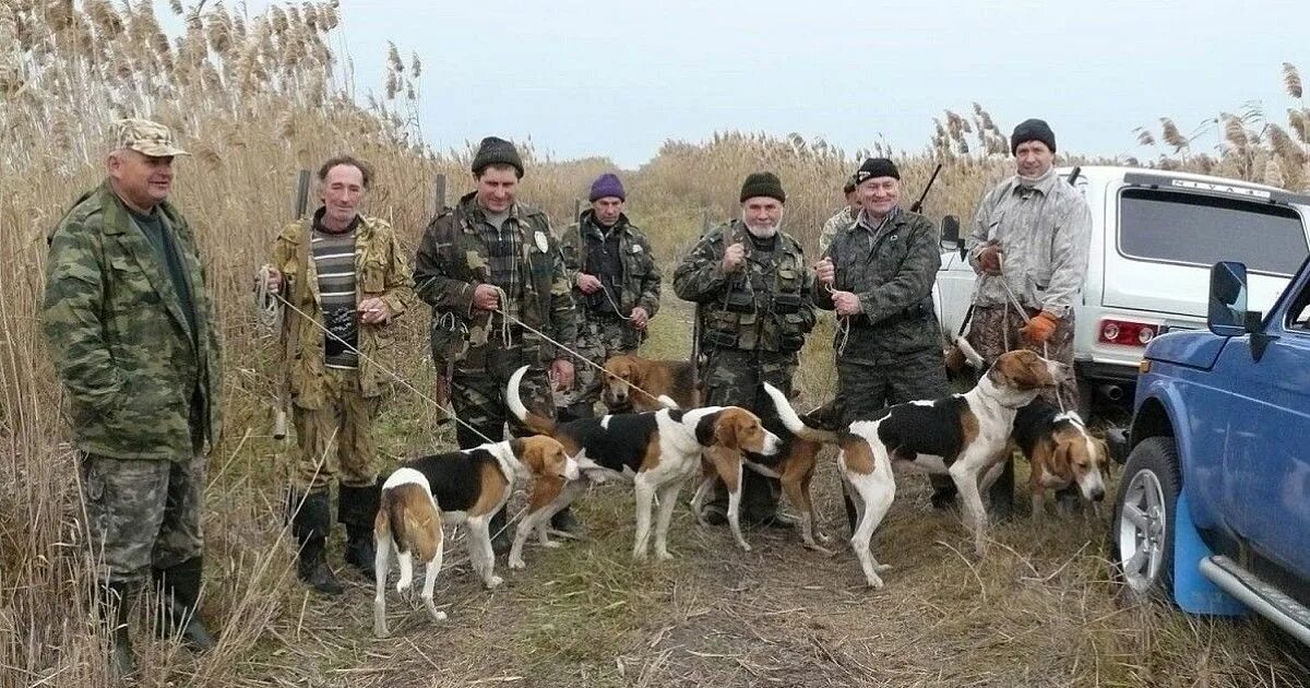 Охотник терпеливо натаскивал. Русская пегая гончая охота на кабана. Охота спегими гончими в Белоруссии. Охота с русскими гончими Брянская обл 2020 г.