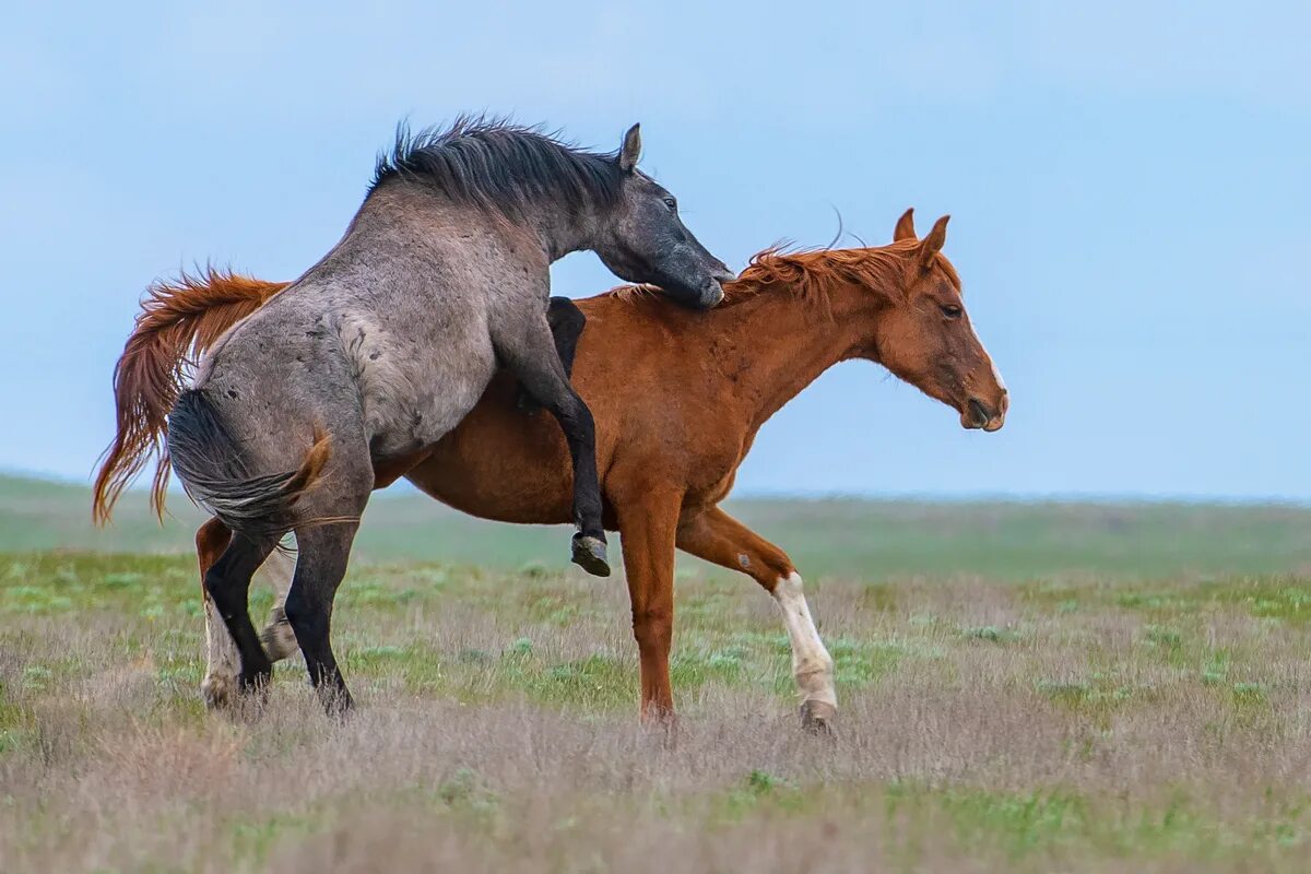 Конь с коне крупно. Спаривание лошадей. Лошади любовь. Лошади спариваются. Лошади спариваются крупным.