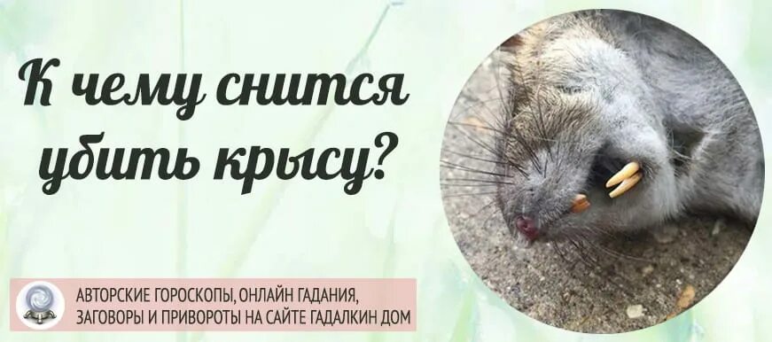 Крыса во сне к чему снится. К чему снятся крысы. К чему во сне видеть крысу. Сон крыса белая к чему снится женщине