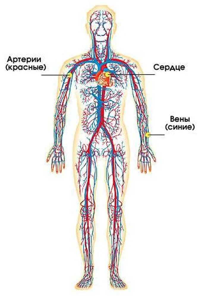 Кровеносная система человека схема 4 класс. Кровеносная система человека схема 3 класс. Кровеносная система человека строение 3 класс. Кровеносная система человнкасхема. Вены и артерии схема