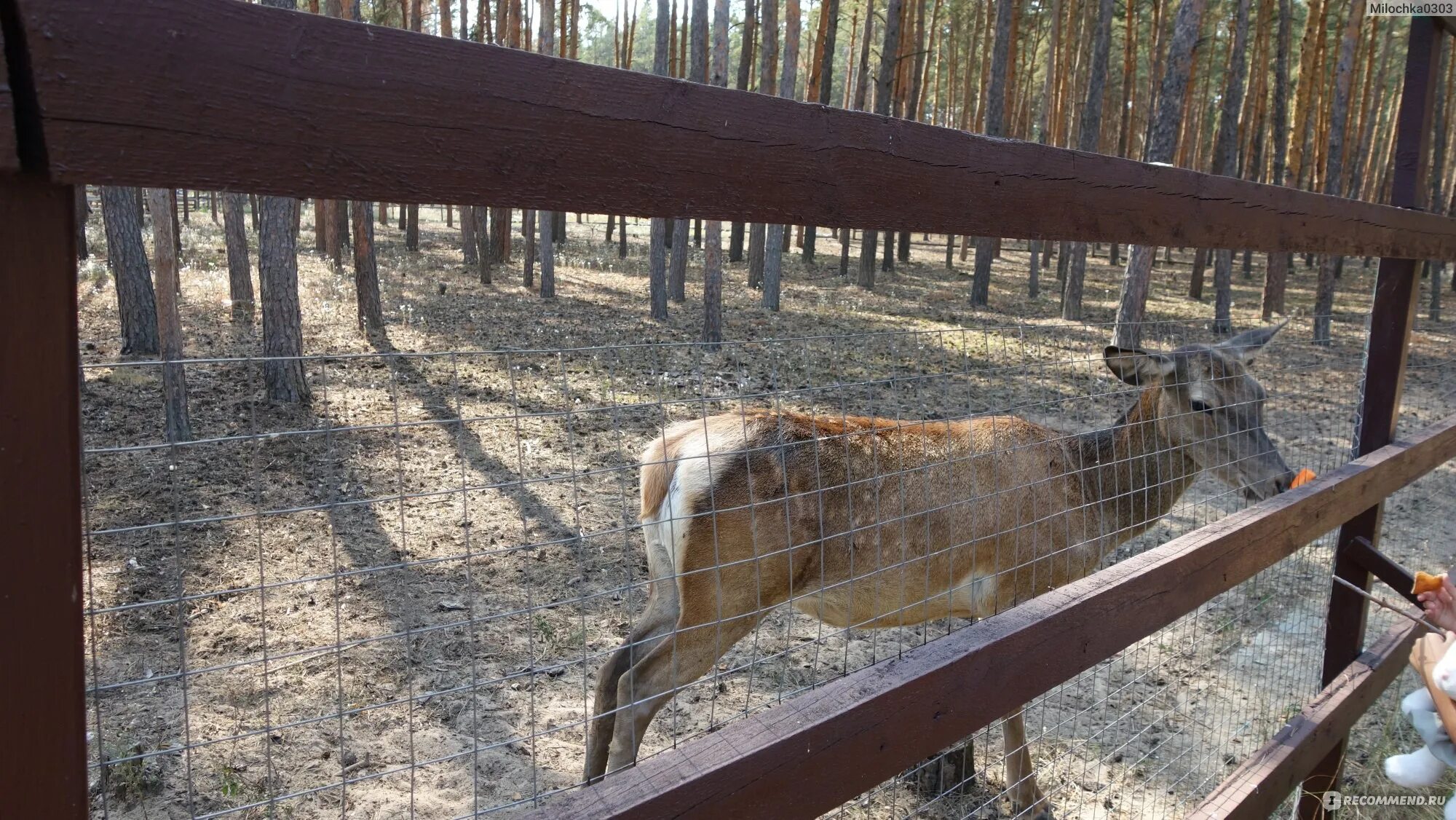 Червленый яр воронеж сайт. Воронежский зоопарк червленый Яр. Червленый Яр Воронеж животные. Червленый Яр звери Воронеж.