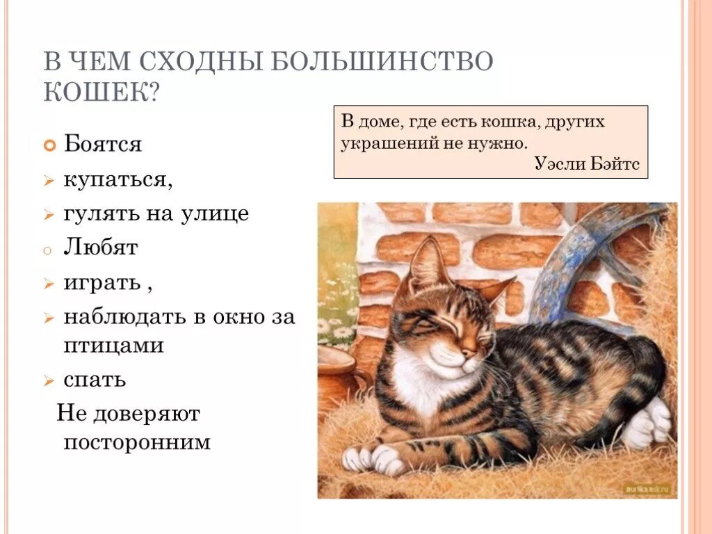 Роль кошки в жизни человека. Эпитеты коту. Кошки в литературе. Роль домашней кошки в природе. Играет роль кошки