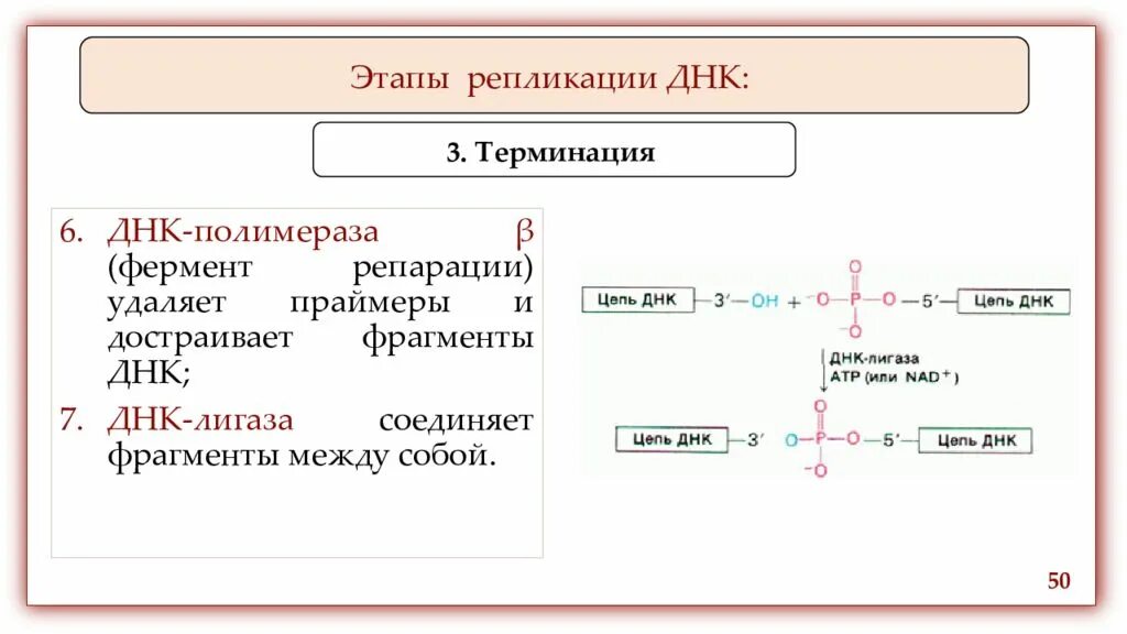 Терминация ДНК. Терминация репликации. Репликация этап терминации. Терминация репликации прокариот. 3 этапа репликации