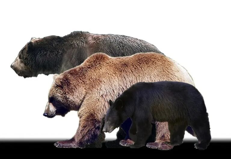 Гризли и бурый медведь. Медведь Кадьяк и Короткомордый. Короткомордый медведь и бурый медведь. Кадьяк медведь и Гризли.