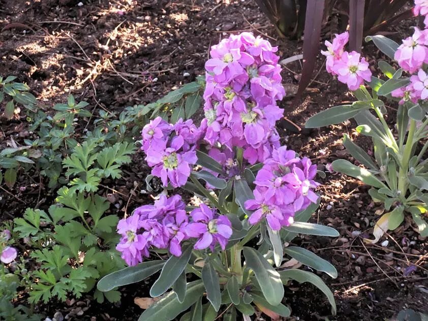 маттиола двурогая рассада. маттиола пикировка рассады. маттиола когда сажать на рассаду. левкой квик. маттиола двурогая лилово-розовая.