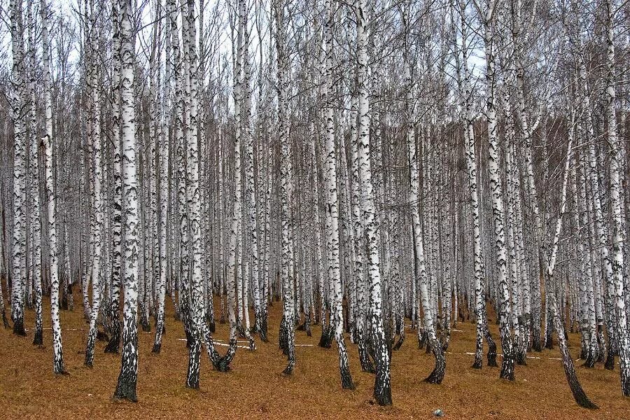 историю березы белой