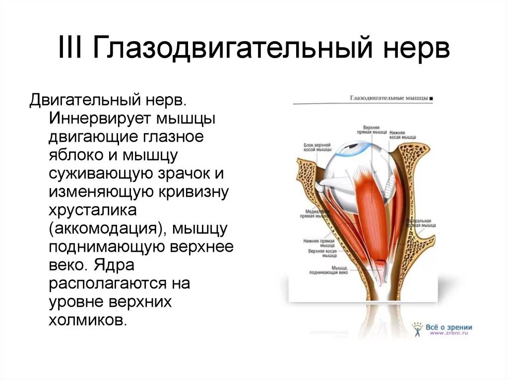 Иннервирует гладкие мышцы. Глазодвигательный нерв анатомия ядра. Зрительный нерв нерв иннервирует. 3 Пара глазодвигательный нерв. Глазодвигательный нерв анатомия схема.