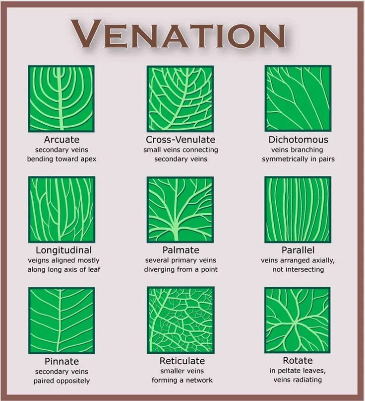 Plants, Plant identification, Trees to plant