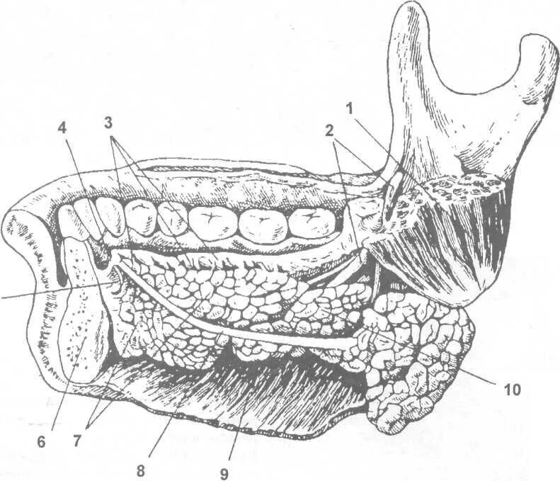 Ротовый. Проток околоушной железы анатомия. Подчелюстная слюнная железа анатомия. Строение подъязычной слюнной железы анатомия. Подъязычная слюнная железа топографическая анатомия.