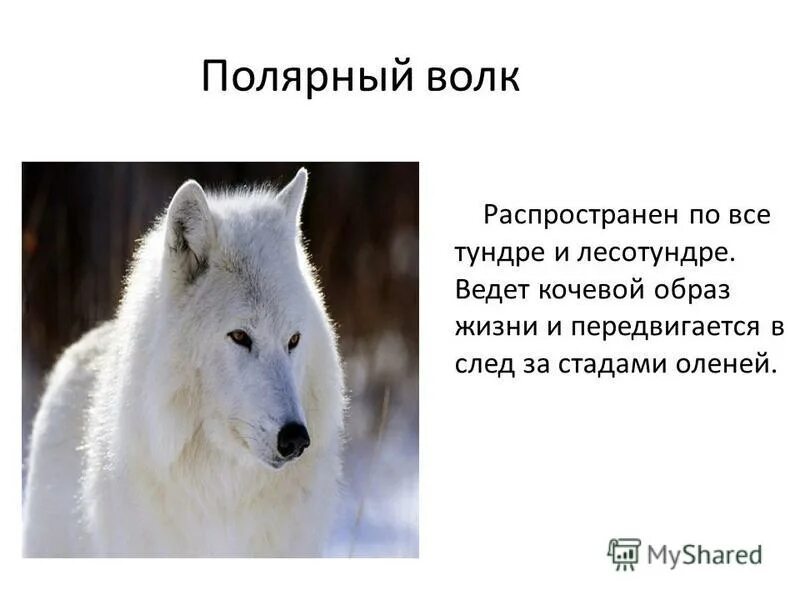 Полярный волк где находится на карте. Полярный волк. Полярный волк доклад. Белый Полярный волк. Образ жизни волка полярного.