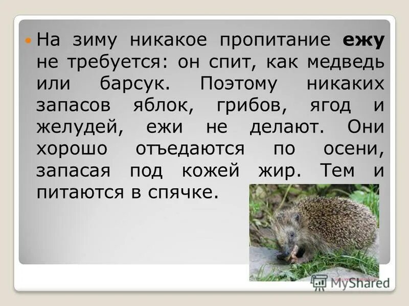 Ежик. Осенний ёжик. Ежик в лесу. Ежи запасаются на зиму. Еж делает запасы на зиму.