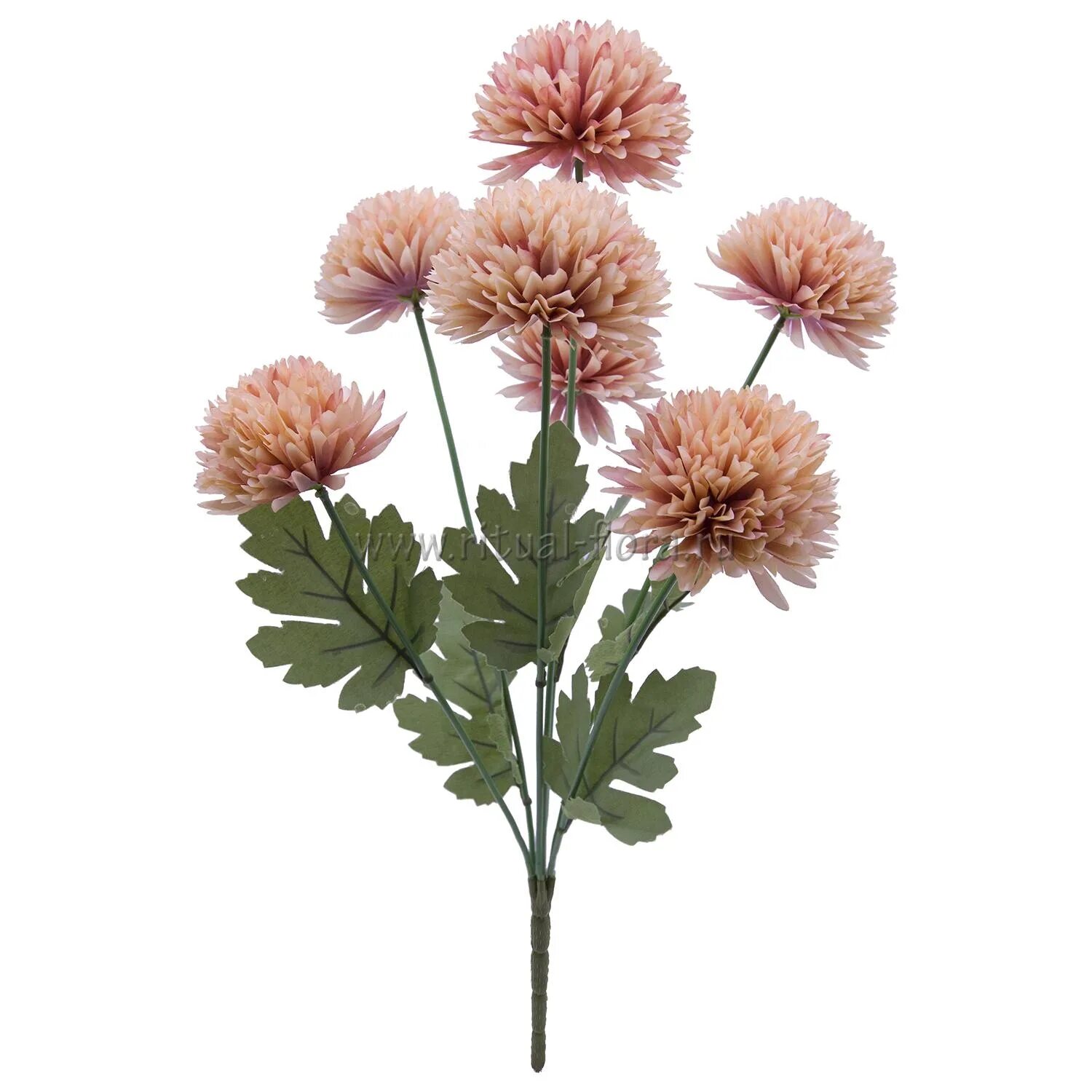 филин грин цветок. хризантема стебель. хризантема джиджи пинк. стебель хризантемы стебель хризантемы. хризантемы nl.