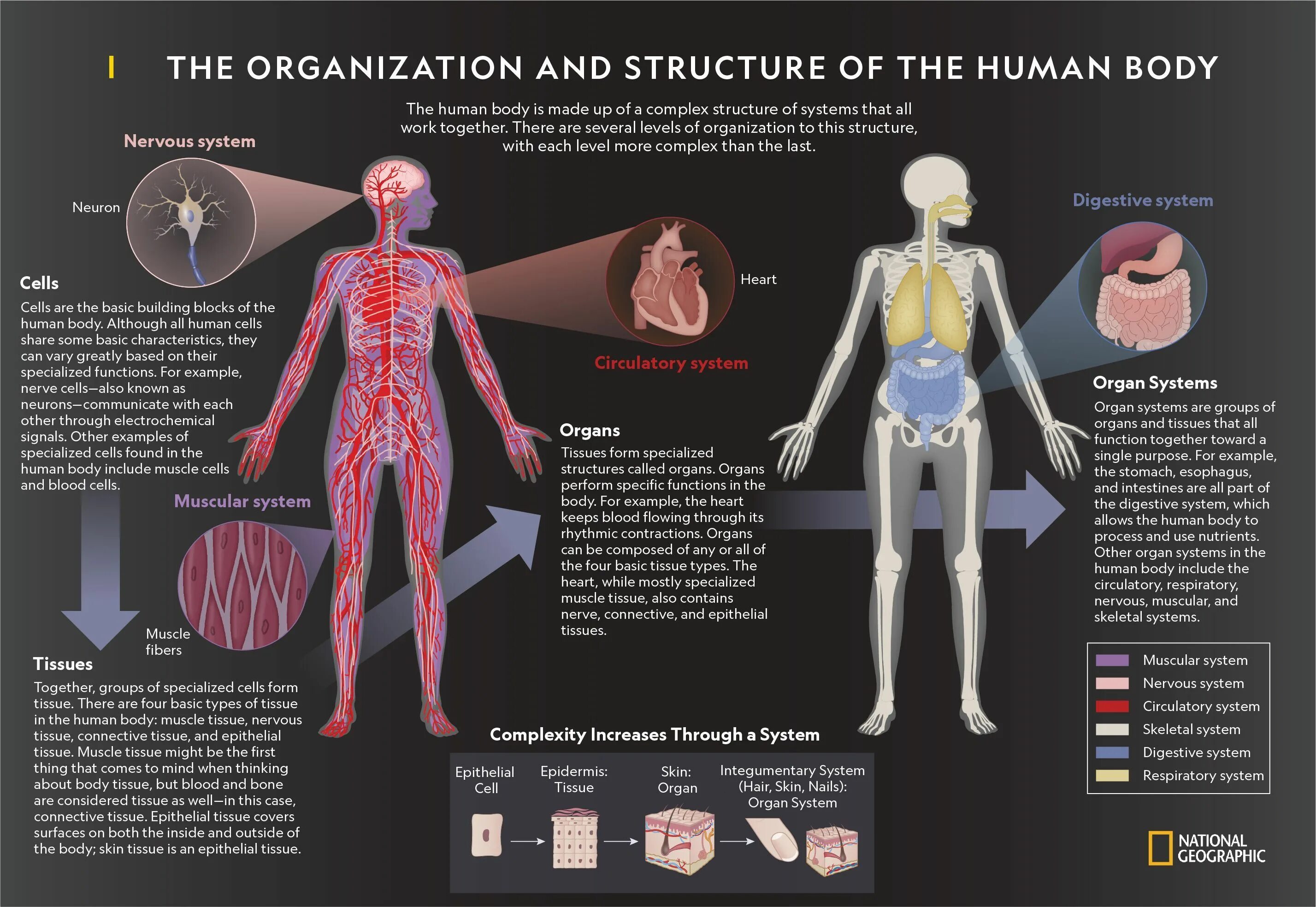 Human org. Human body structure. Анатомия человека инфографические. Шести уровнях организации человеческого организма.
