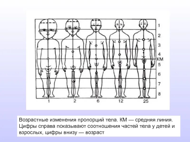 Возрастные изменения пропорций тела. Изменение пропорций отделов тела в процессе роста. Возрастные пропорции человека. Изменение пропорций тела ребенка.