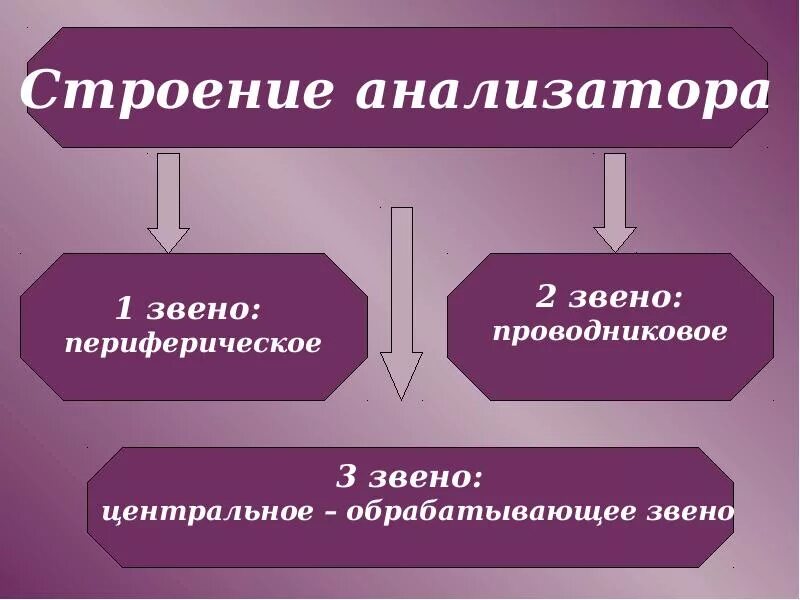 Звенья анализатора. Основные звенья анализатора. Периферическое звено проводниковое звено центральное звено. Периферическое звено анализатора.