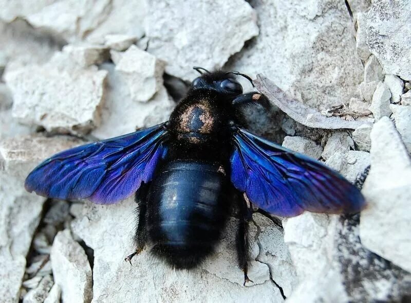 Черное насекомое похожее на осу. Шмель-плотник фиолетовый( Xylocopa violacea ). Шмель плотник ксилокопа. Шмель плотник Xylocopa фиолетовый. Пчела-плотник фиолетовая Xylocopa violacea (Linnaeus, 1758).