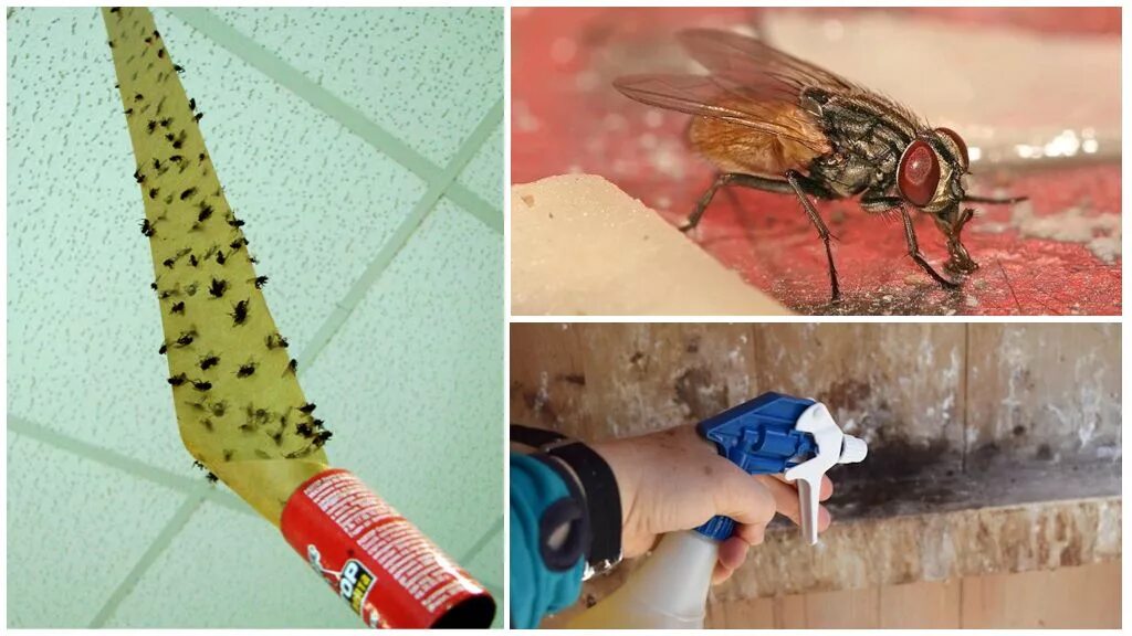 Средства борьбы с мухами. Средства против мух в квартире. Способы борьбы с мухами. Эффективно борьба с мухами