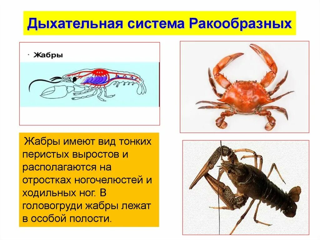 Дыхательная система ракообразных. Органы дыхания ракообразных. Класс ракообразные дыхательная система. Ракообразные двхатльная сис.