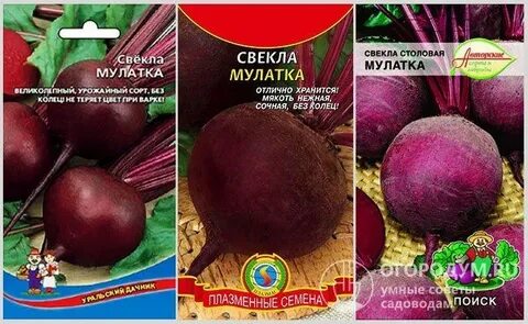 Свекла мулатка описание