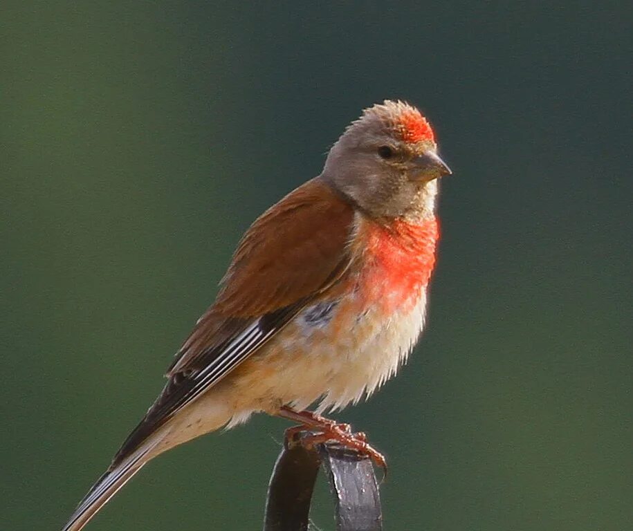 Певчие воробьиные вьюрковые. Коноплянка (птица) вьюрковые. Вьюрок вьюрковые. Певчий вьюрок. Воробьинообразные щегол.