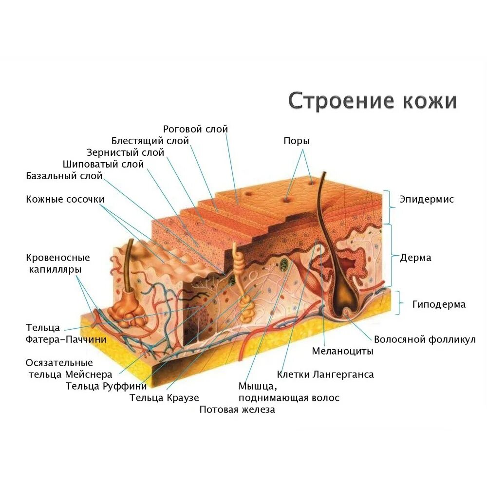 Где жил кожа. Строение кожи человека эпидермис дерма гиподерма. Строение кожи послойно схема. Строение кожи 3 слоя. Слои кожи структура слоев кожи.