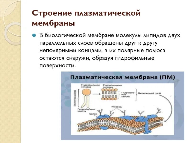 Клеточная мембрана это молекулярная структура впр физика. Биологические мембраны, их строение и функциональные особенности.. Плазматическая мембрана строение и функции. Строение биологической мембраны. Биологическая мембрана липиды строение.