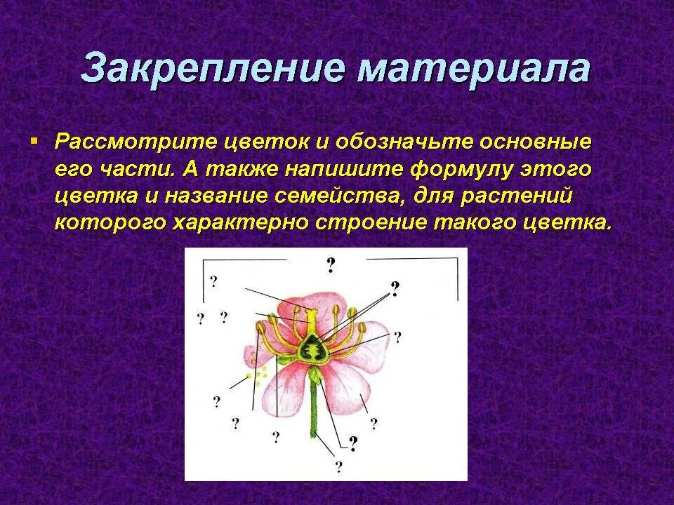 Строение цветка двудольных. Рассмотрите цветок и обозначьте основные его части. Рассмотрите цветок. Цветок и обозначьте его части. Количество частей цветка кратно четырем или пяти