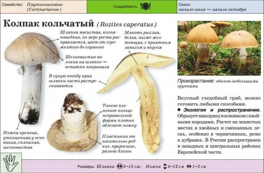Грибы кольчатые фото и описание