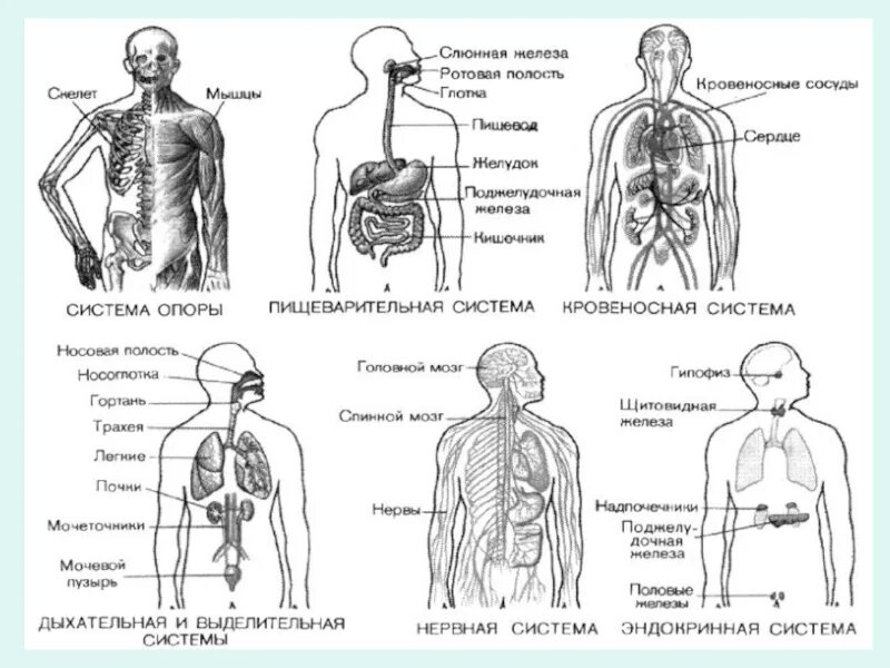 Органы человека и страны. Система внутренних органов. Анатомия человека системы и органы. Внутренняя система человека. Основные системы органов человека.
