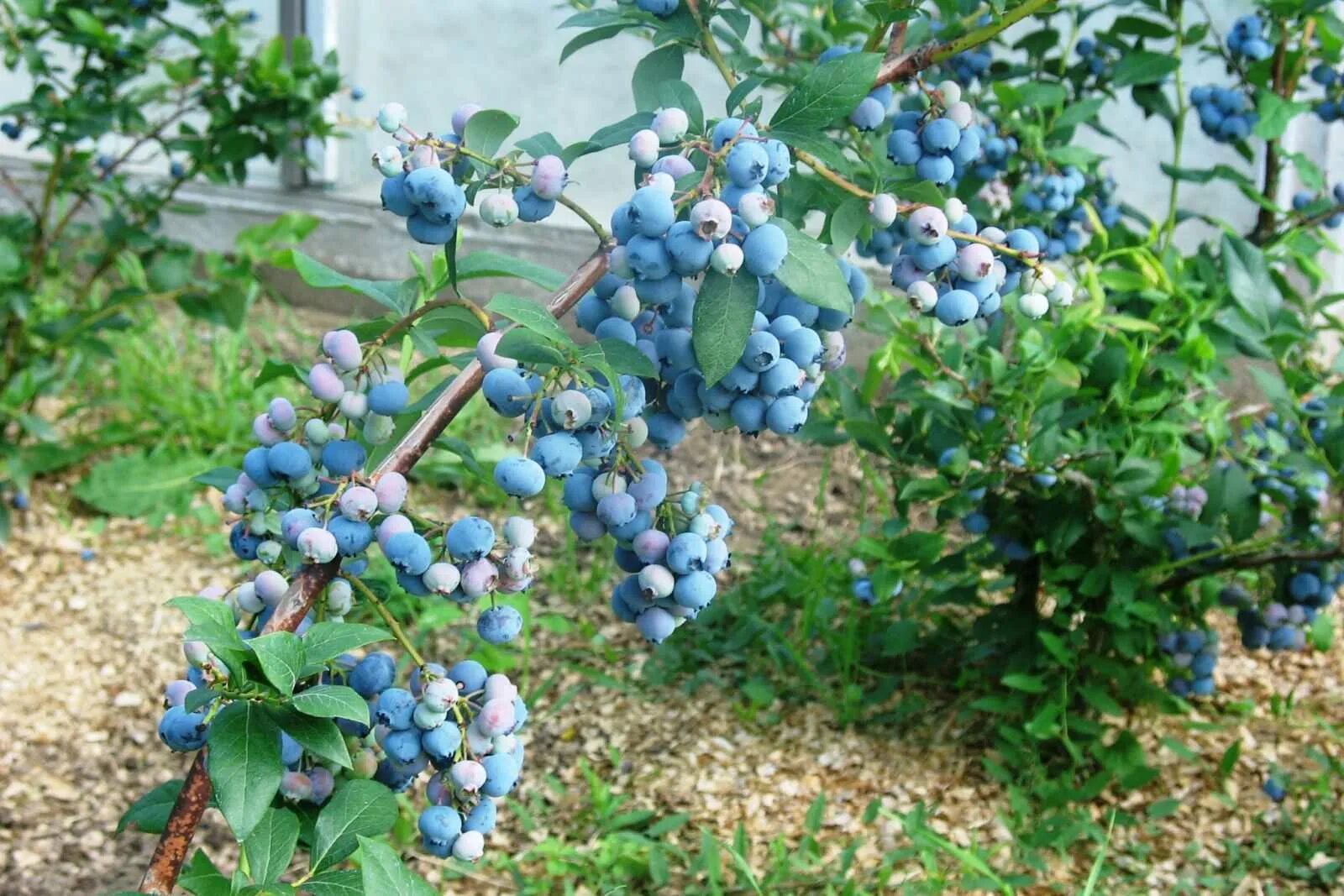 Голубика Садовая. Голубика Садовая куст. Голубика Садовая Блюголд.