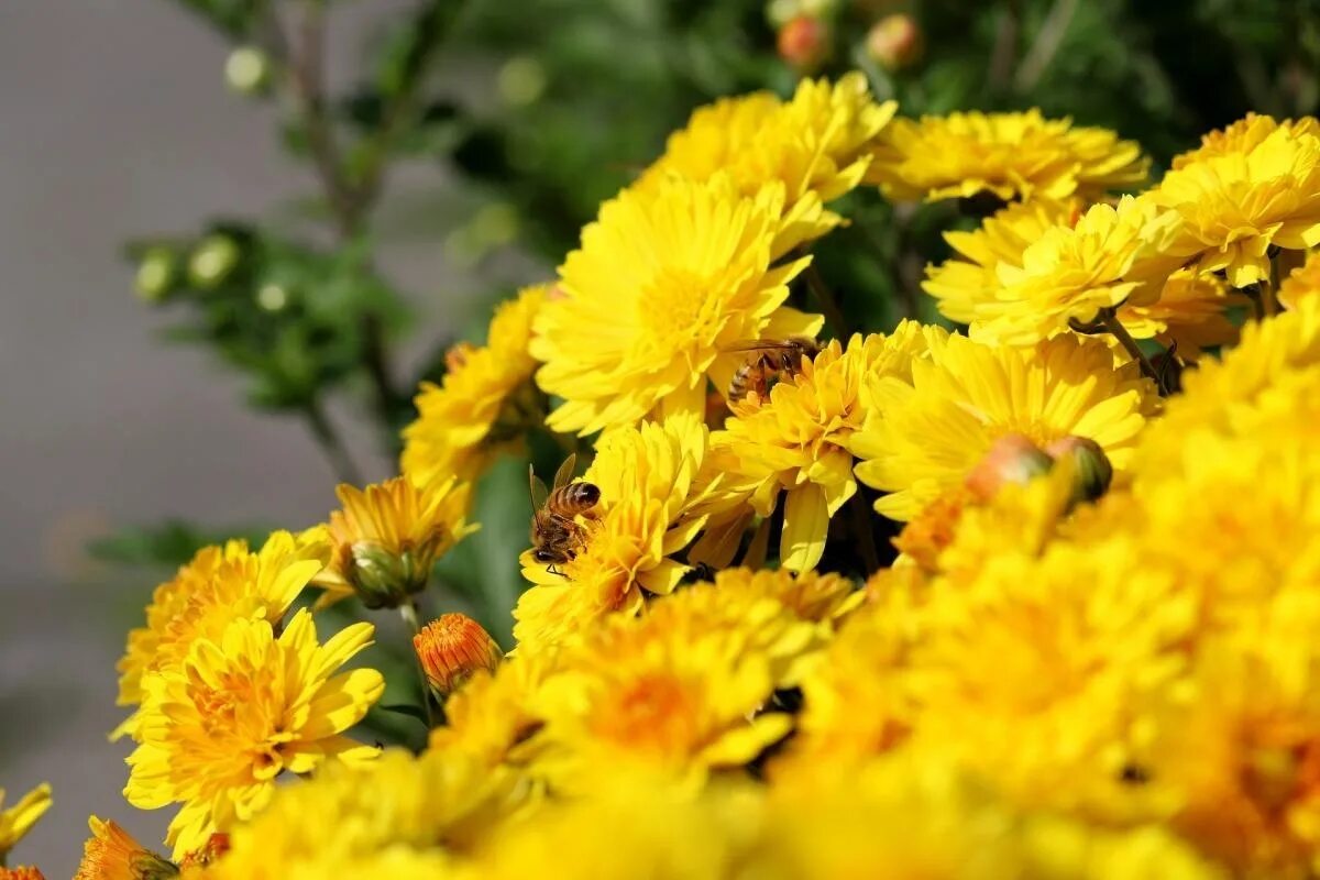 Хризантема (菊 - «Кику»). Хризантема однолетняя желтая. Хризантема корейская бархатная осень. Дубки цветы хризантемы. Цветы желтые хризантемы