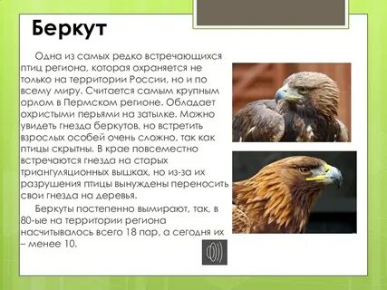 Где обитает беркут