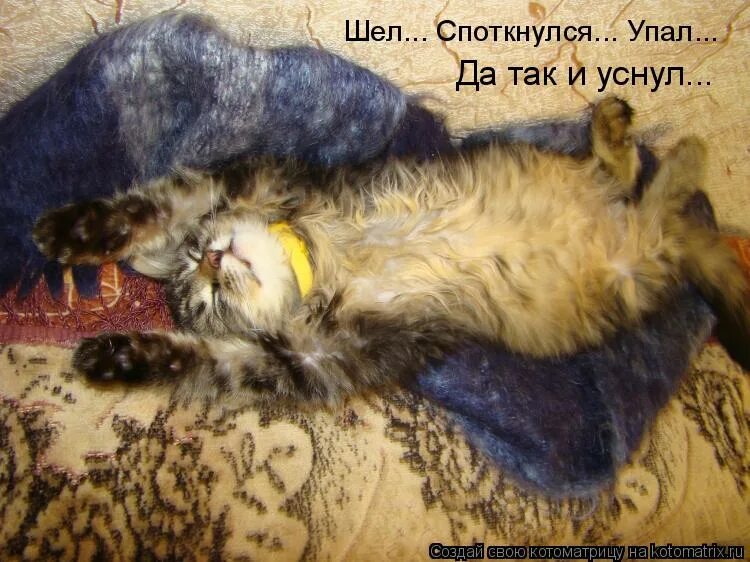 спящий кот с надписями. открытки устал. пришла с работы и уснула. лежит на кровати. если вы в своей квартире лягте на пол три четыре.